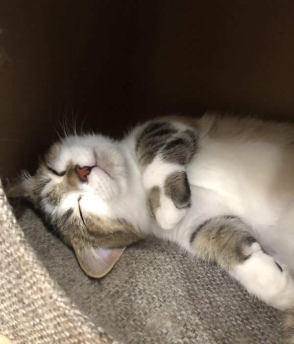 それはあなたが想像しているショップスタッフ←渋谷です。